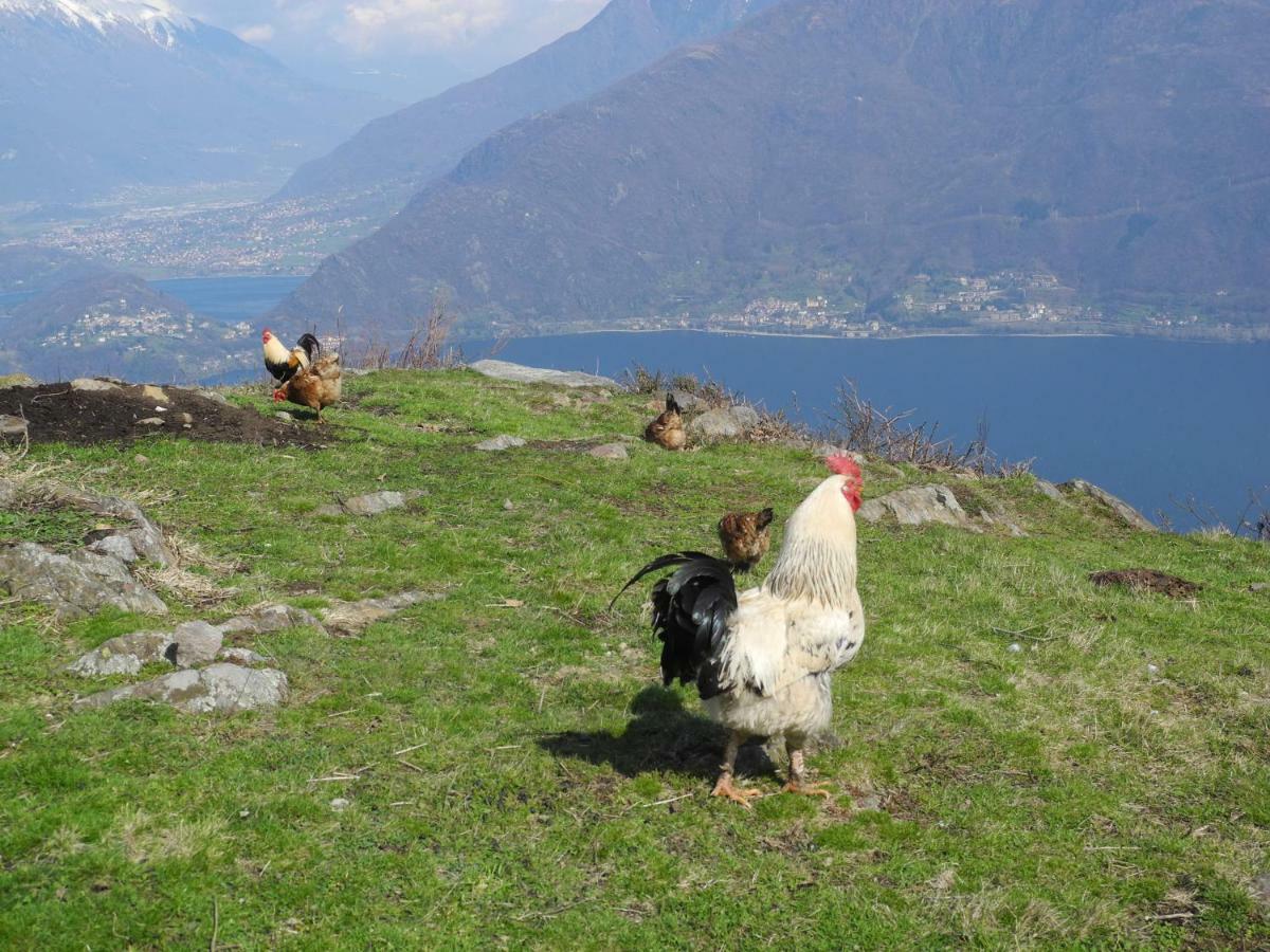 Agriturismo Piccolo Paradiso Pianello Del Lario Экстерьер фото