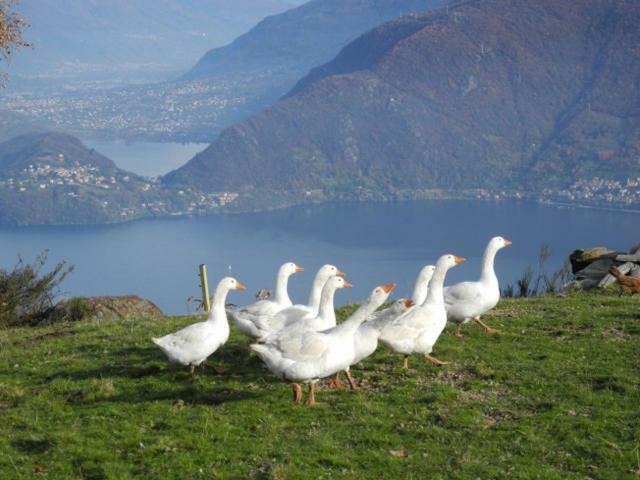 Agriturismo Piccolo Paradiso Pianello Del Lario Экстерьер фото